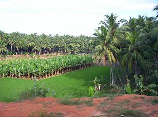 Het landschap veranderd weer; Kokos- en rijstevelden