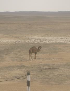 Heel veel steppe met heel veel kamelen