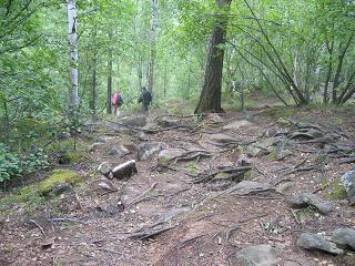 Wandelend door het bos over een redelijk begaanbaar pad