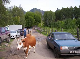 Een doodnormaal straatbeeld in Siberie: Koeien op de weg...